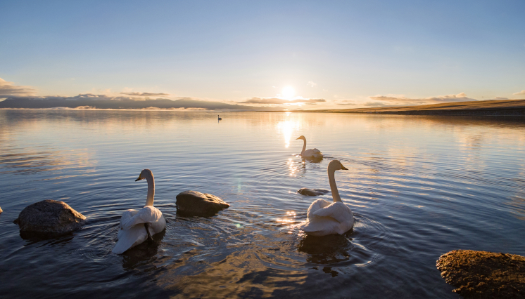 A stunning image of swans, taken in 10-bit and color-graded in post. 