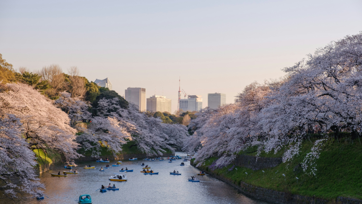 Cherry Blossoms