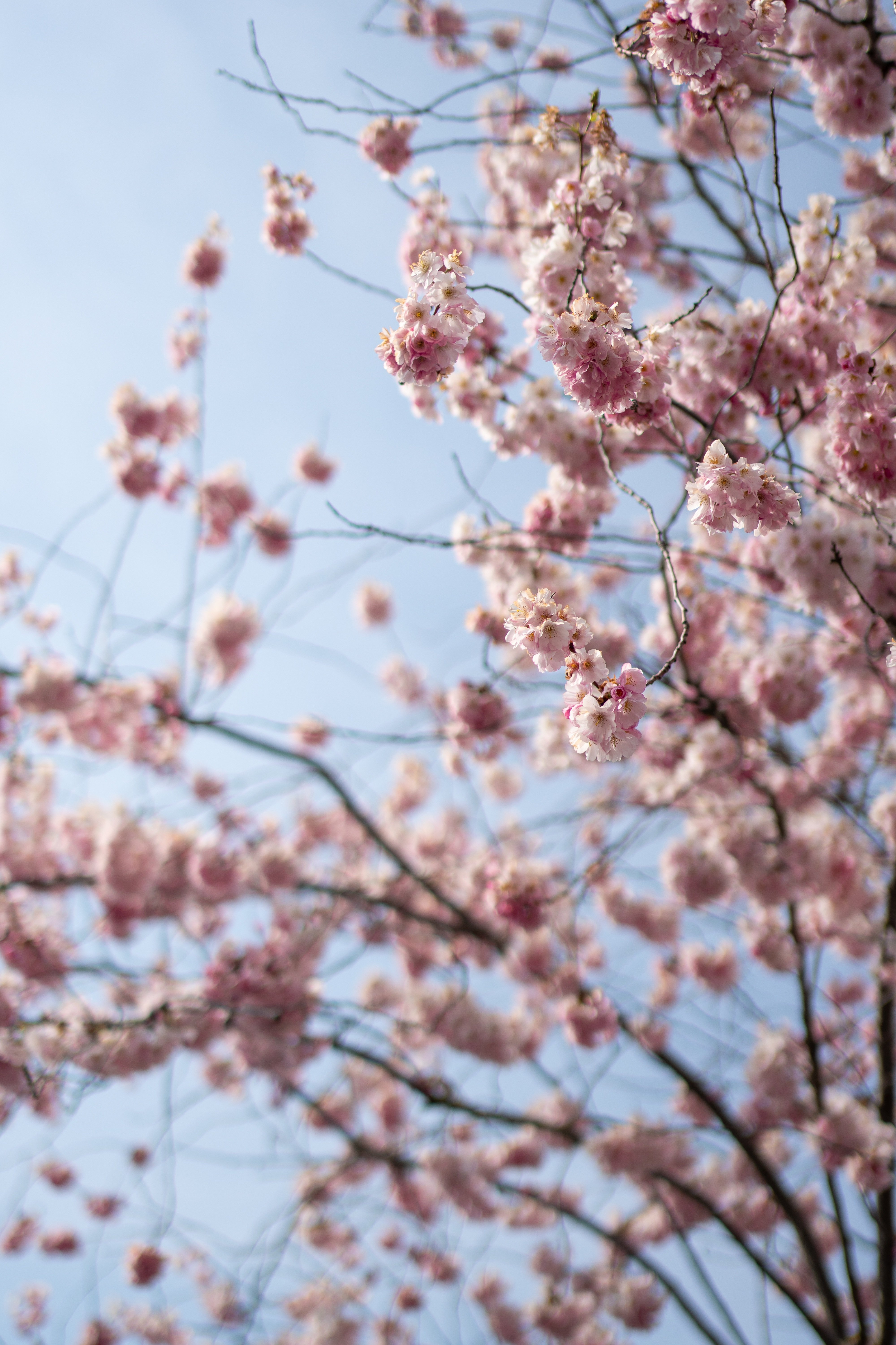 Blooming cherry blossoms as inspiration for a spring photo shoot
