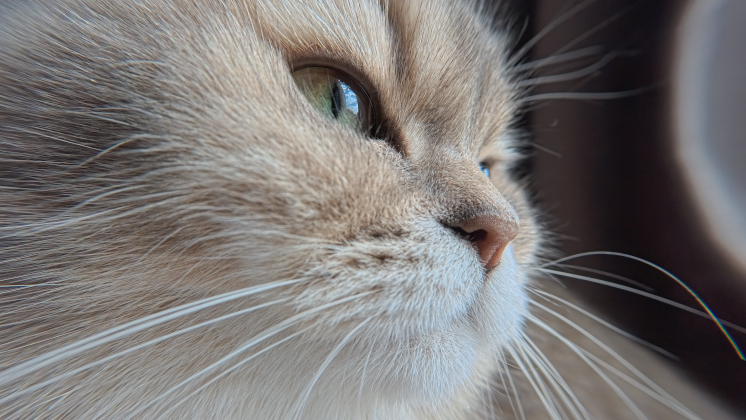 shot of a cat using go ultra with go ultra micro lens kit